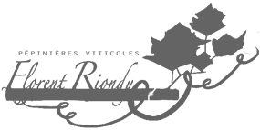Plants de Vigne - Riondy